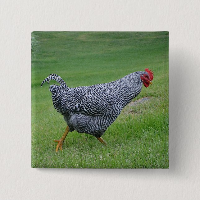 Knappen Kyckling Knapp (Framsida)