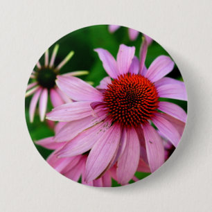 Knappen lila echinacea knapp
