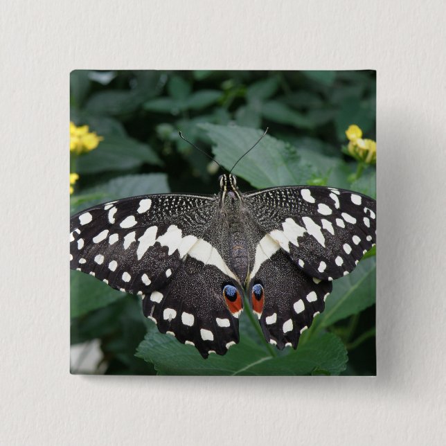 Knappen Lime Butterfly och Blommor Knapp (Framsida)
