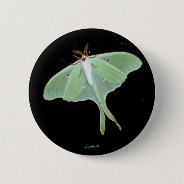 Knappen Luna Moth Insekt Knapp (Framsida)