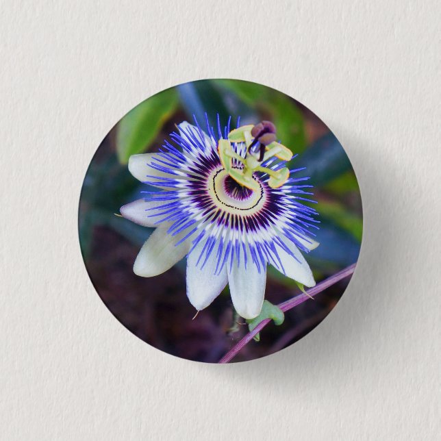 Knappen Passion Flower Pinback Knapp (Framsida)