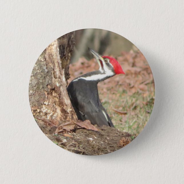 Knappen Pileated Woodpecker Knapp (Framsida)