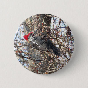 Knappen Pileed Woodpecker Knapp