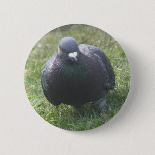 Knappen Posing Pigeon Knapp