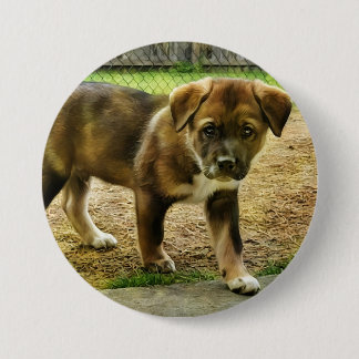 Knappen Puppy Curtness T-Shirt Knapp