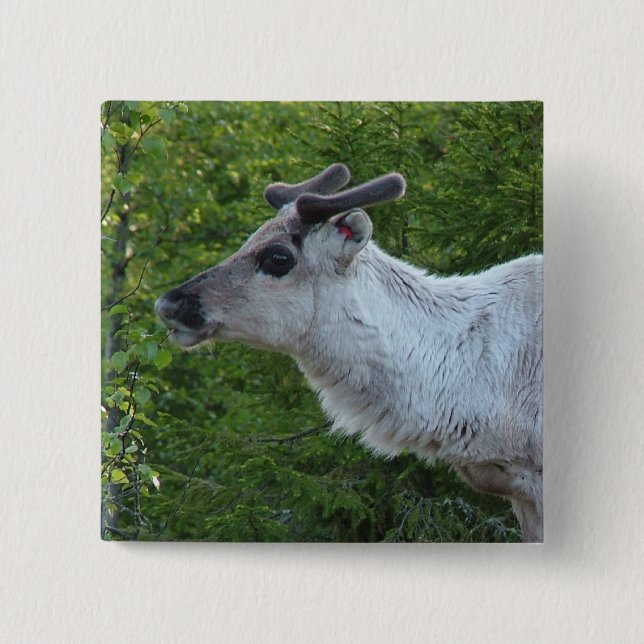 Knappen Reindeer in Lapland Knapp (Framsida)