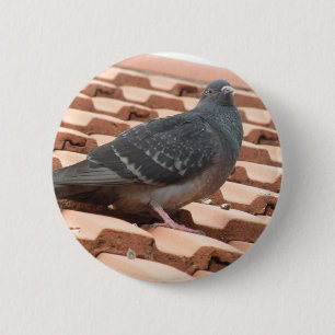 Knappen Rooftop Pigeon Knapp