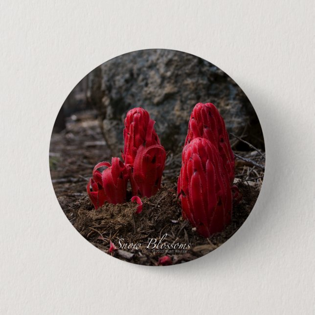 Knappen snö Blommar Knapp (Framsida)