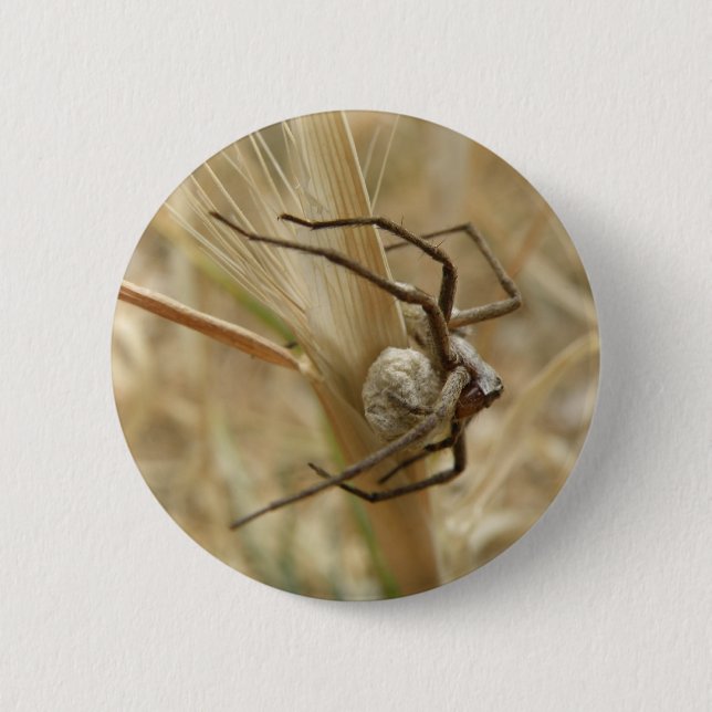 Knappen Spider och Egg Sac Knapp (Framsida)
