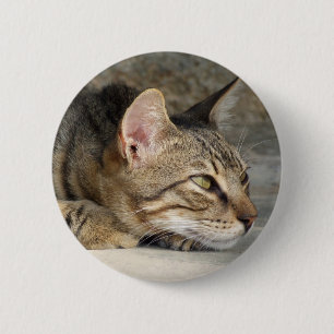 Knappen tabby katt knapp