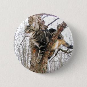 Knappen tabby katt knapp