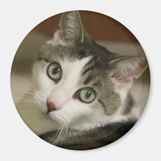 Knappen Tiniest Tiger Magnet