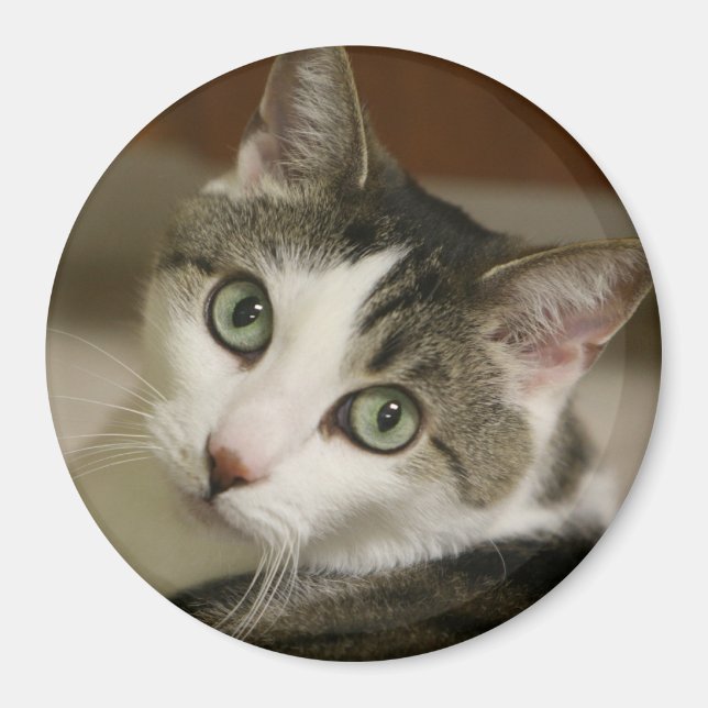 Knappen Tiniest Tiger Magnet (Framsidan)