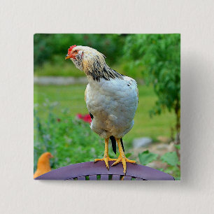 Knappen tupp knapp