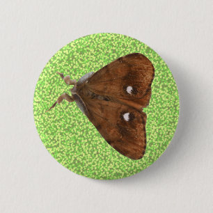 Knappen Vapourer Moth Knapp