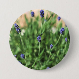 Knappen Violet Blommor Knapp