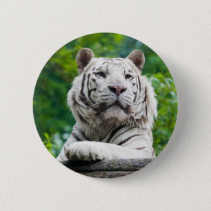 Knappen Vit tiger Knapp