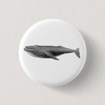 KNAPPEN WHALE SJÖLIV