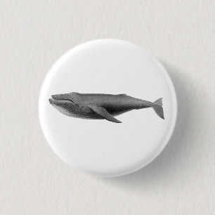 KNAPPEN WHALE SJÖLIV KNAPP