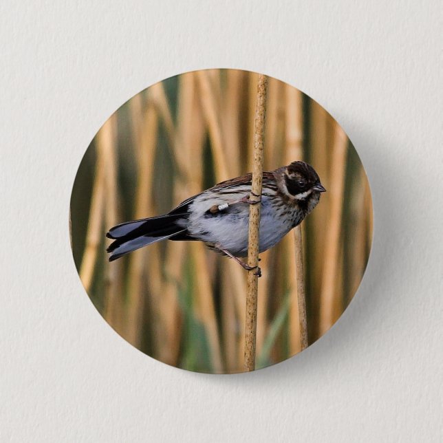 Knappmärke för Reed Bunting Knapp (Framsida)