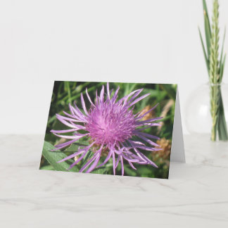 Knappweed noterar kortet kort
