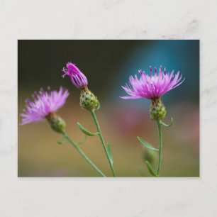 Knapweed Michigan Vykort