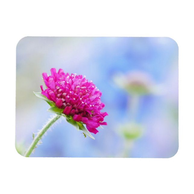Knautia Macedonica Magnet (Horisontell)