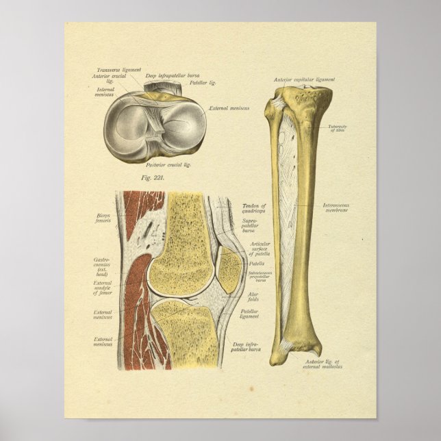 Knee Leg Joint Anatomy Bones Print Poster (Framsidan)
