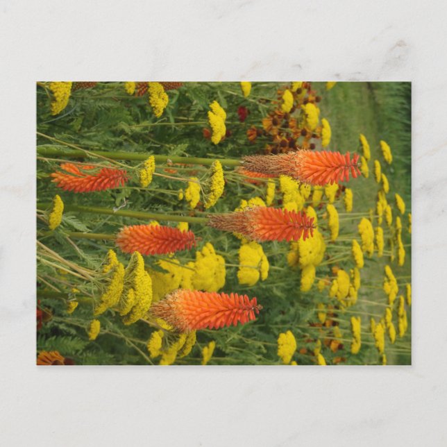 Knifofia Uvaria Orange Flower DIY Postcard Vykort (Framsida)