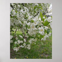 Knippor av blommor