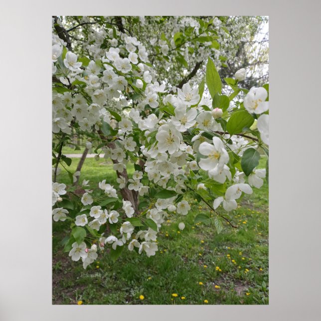 Knippor av blommor poster (Framsidan)