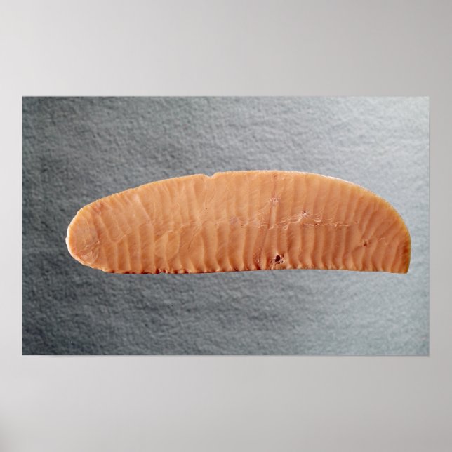 Knivar-blad Poster (Framsidan)