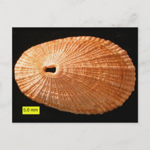 Knivhålsmätare (Diodora italica) Vykort