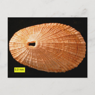 Knivhålsmätare (Diodora italica) Vykort