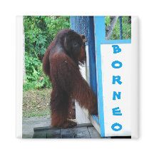 Knock Knock-kontaktvännvänner Borneo