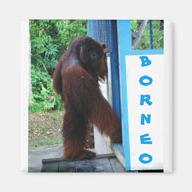 Knock Knock-kontaktvännvänner Borneo Magnet (Framsidan)