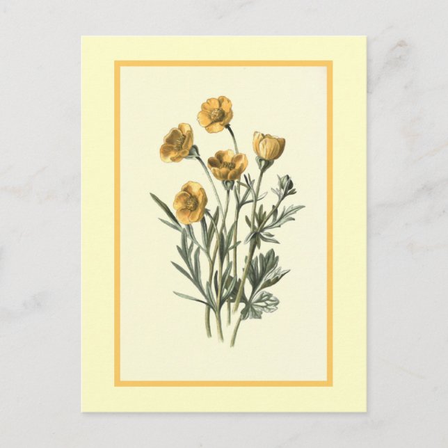 "Knölpoppelblomma" Botanisk Illustration Vykort (Framsida)