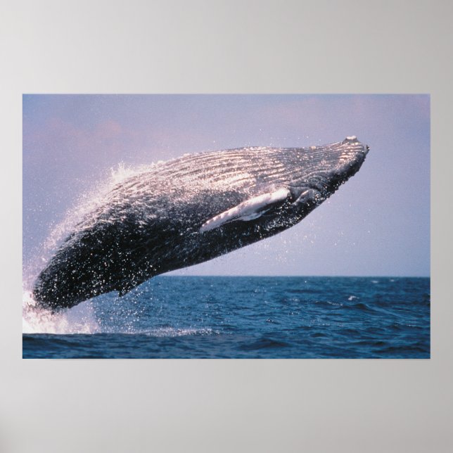 Knölval som bryter vattenytan poster (Framsidan)