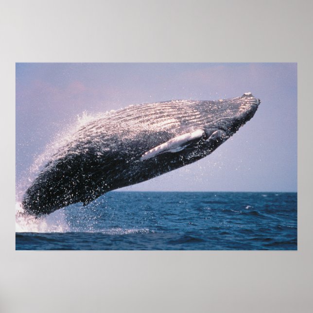 Knölval som bryter vattenytan poster (Framsidan)