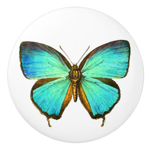 Knopp för djur för djurliv för Morpho