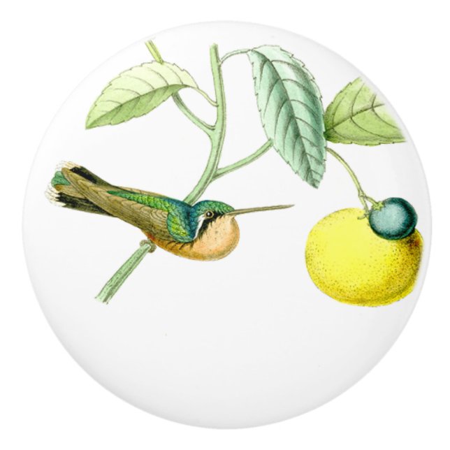 Knopp för frukt för djur för (Framsidan)