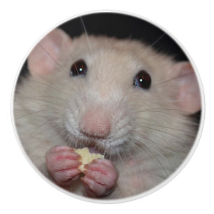 Knopp för skänk för vitDumbo råtta