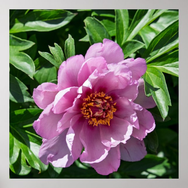 Knoppande peonia poster (Framsidan)