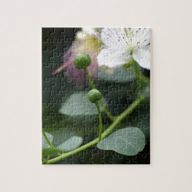 Knoppar av caperbusken, Capparis spinos. Pussel (Vertikal)