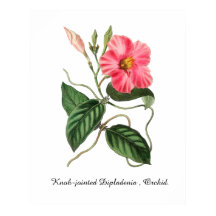 Knoppledad Dipladenia , Orkidé. 24 x 30