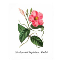 Knoppledade Dipladenia , orkidé. 11 X 14