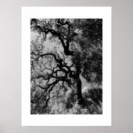 Knots California Black and White Photography Poster