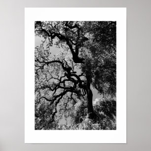 Knots California Black and White Photography Poster