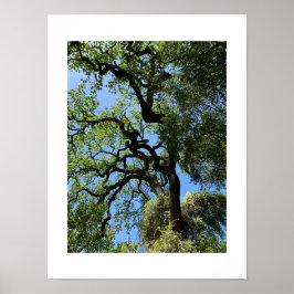 Knots California Grönt Färg Photography Poster