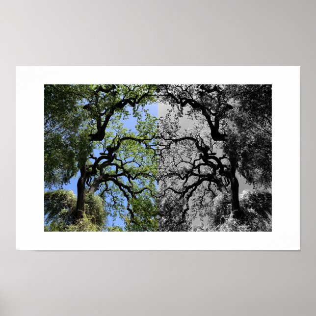 Knots Reflection Photography Poster (Framsidan)